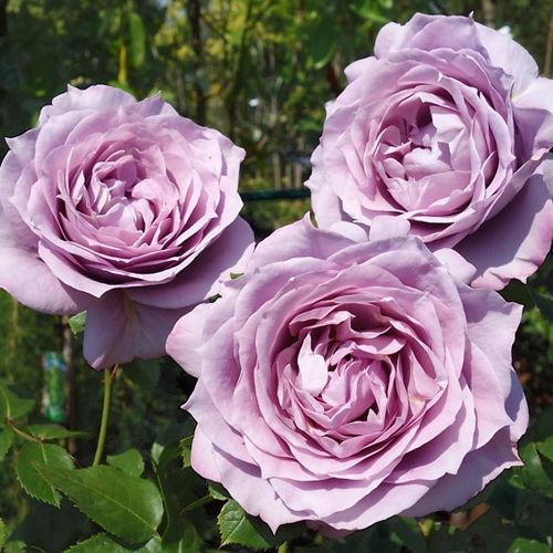 Gärtnerei - Rosa Novalis ® - violett - nostalgische rosen - diskret duftend - W. Kordes’ Söhne® - -